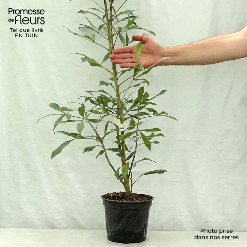 Amostra de Pseudopanax lessonii Dark Star Vaso de 2 L/3 L tal como entregue no verão
