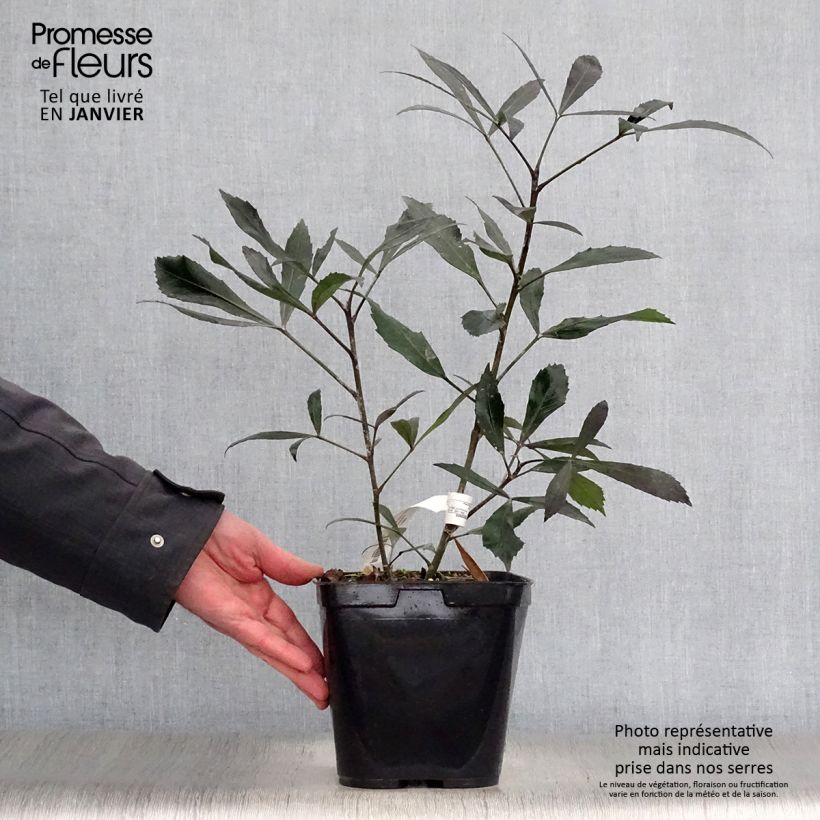 Amostra de Pseudopanax lessonii Dark Star - Houpara Vaso de 2 L/3 L tal como entregue no inverno