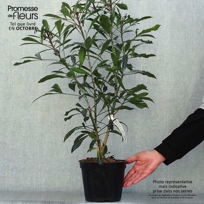 Amostra de Pseudopanax lessonii Dark Star Vaso de 2 L/3 L tal como entregue no outono