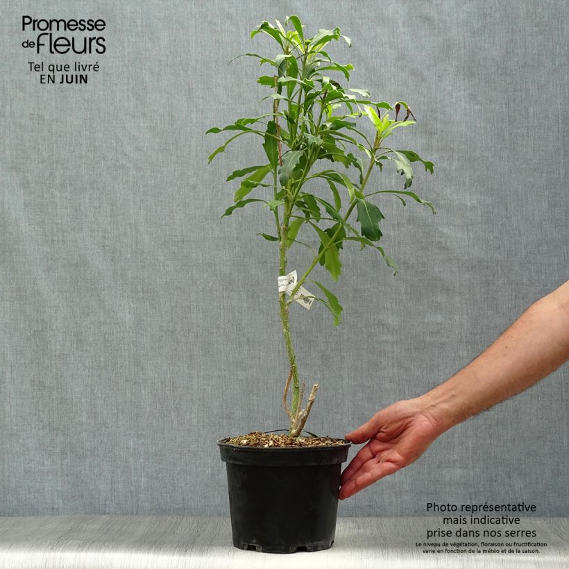 Amostra de Pseudopanax lessonii Goldfinger Vaso de 3 L/4 L tal como entregue no verão