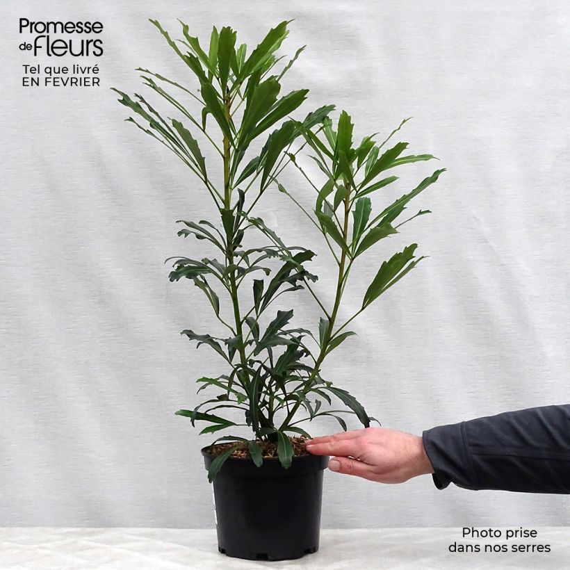 Amostra de Pseudopanax lessonii Goldfinger Vaso de 3 L/4 L tal como entregue no inverno