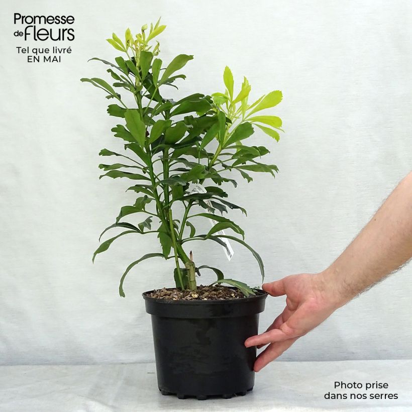 Amostra de Pseudopanax lessonii Goldfinger Vaso de 3 L/4 L tal como entregue na primavera