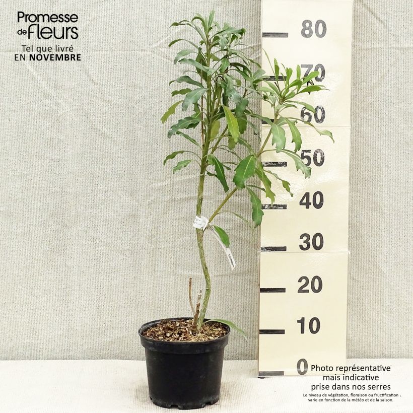 Amostra de Pseudopanax lessonii Goldfinger Vaso de 3 L/4 L tal como entregue no outono