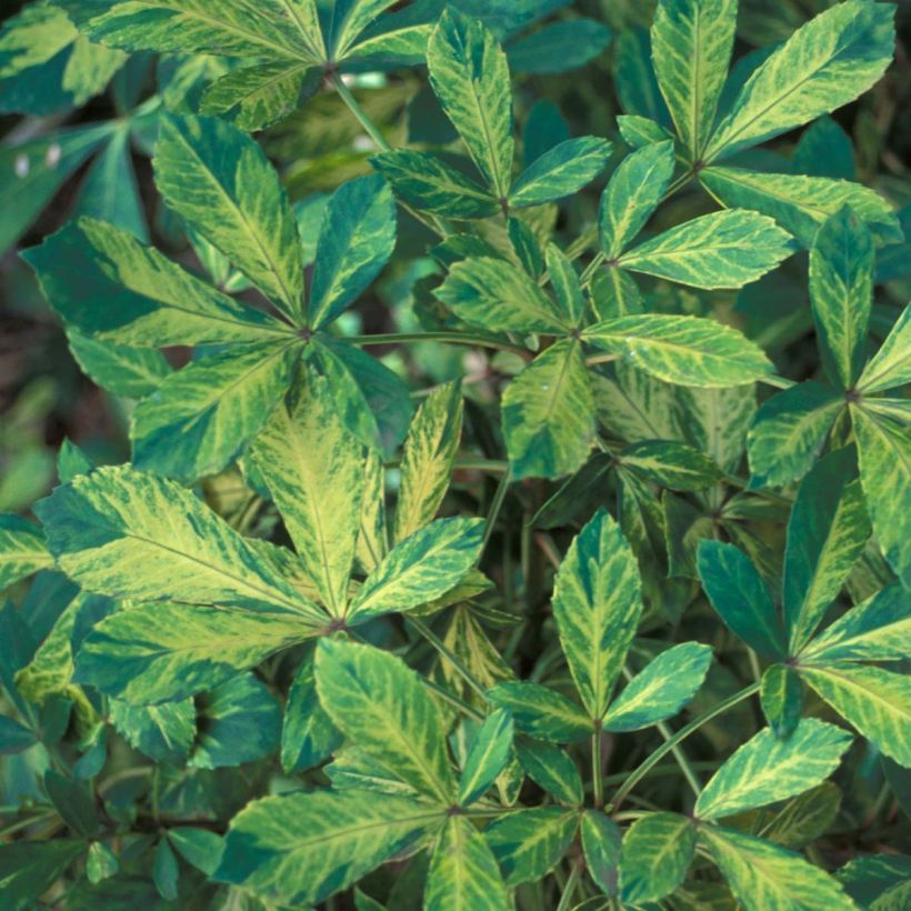 Pseudopanax lessonii Goldsplash (Folhagem)