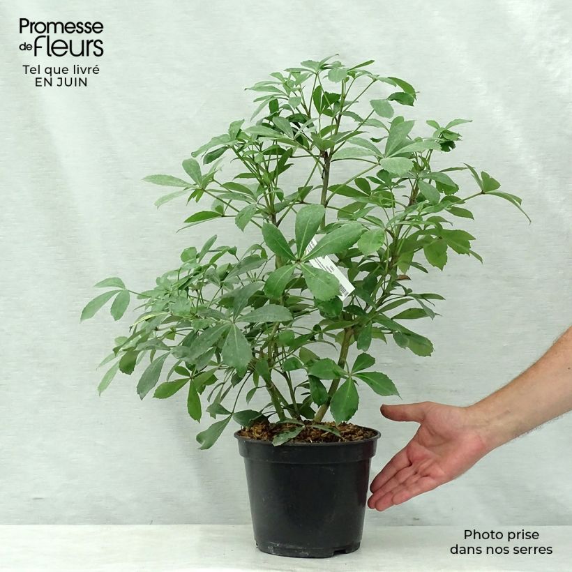 Amostra de Pseudopanax lessonii Goldsplash Vaso de 3 L/4 L tal como entregue no verão
