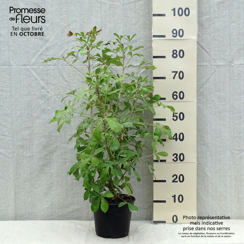 Amostra de Pseudopanax lessonii Goldsplash Vaso de 3 L/4 L tal como entregue no outono