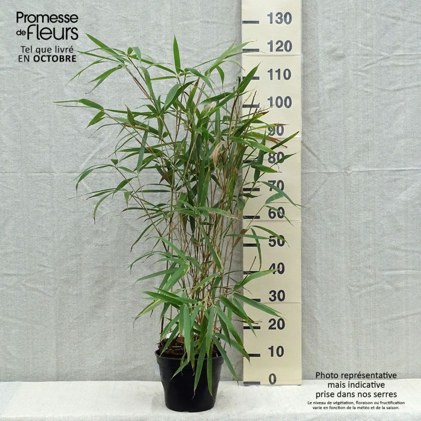 Amostra de Pseudosasa japonica Tsutsumiana Vaso de 4 L/5 L tal como entregue no outono