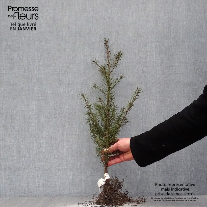 Amostra de Abeto de Douglas Raízes nuas tal como entregue no inverno