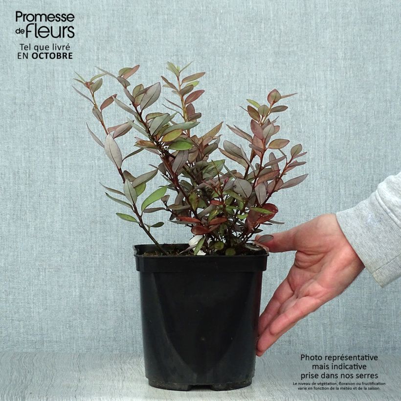 Amostra de Pseudowintera colorata Vaso de 2 L/3 L tal como entregue no outono