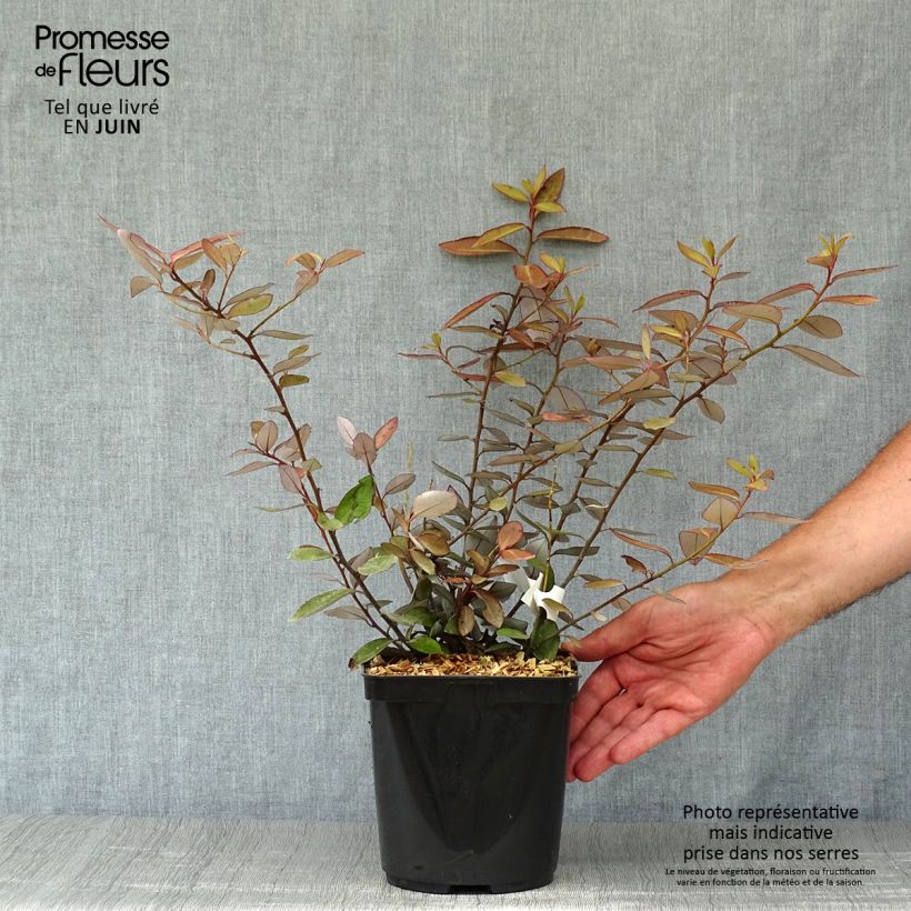 Amostra de Pseudowintera colorata Vaso de 2 L/3 L tal como entregue no verão