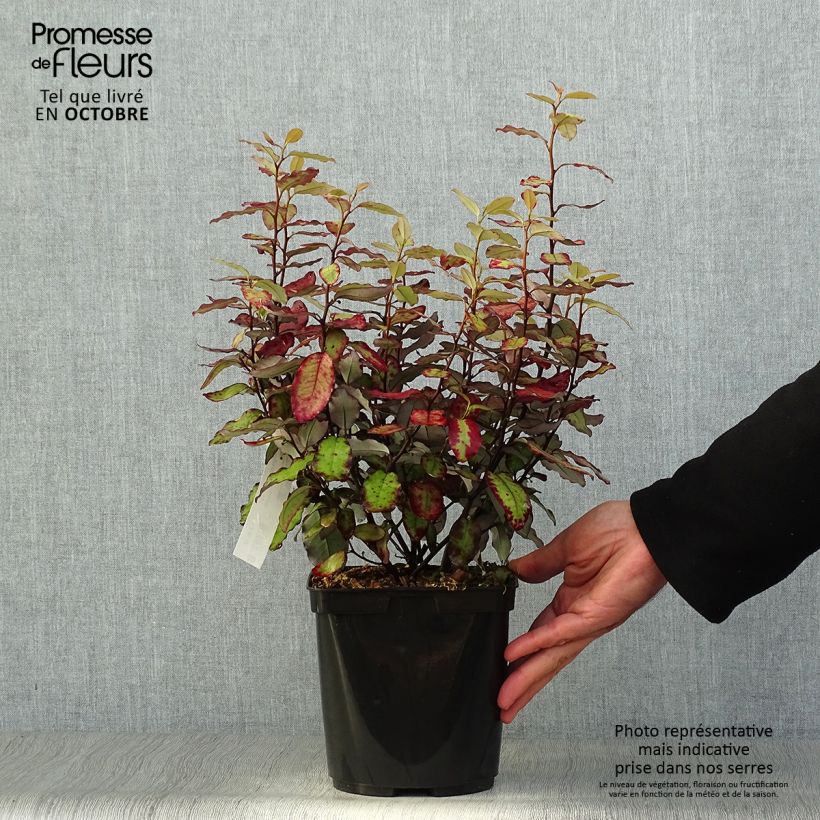 Amostra de Pseudowintera colorata Red Leopard Vaso de 2 L/3 L tal como entregue no outono