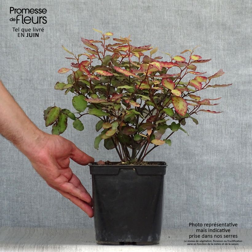 Amostra de Pseudowintera colorata Red Leopard Vaso de 2 L/3 L tal como entregue no verão