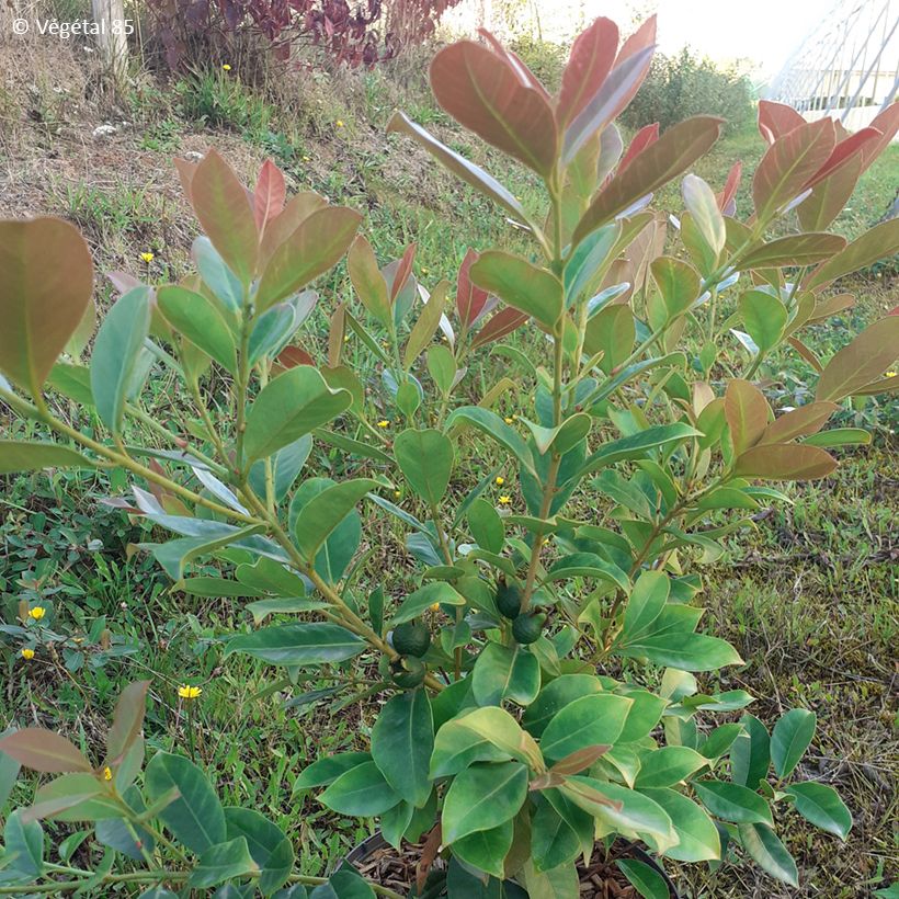 Araçá-amarelo - Psidium cattleyanum f. lucidum (Folhagem)