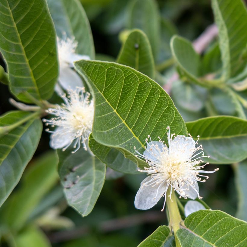 Goiabeira Limon - Psidium guajava (Floração)