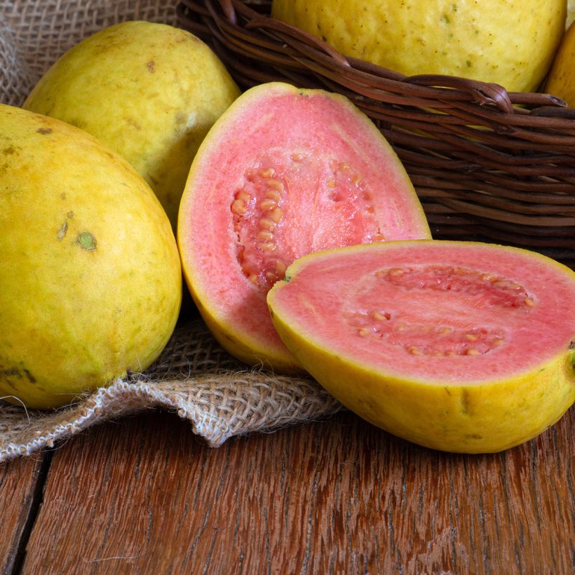 Goiabeira Limon - Psidium guajava (Colheita)