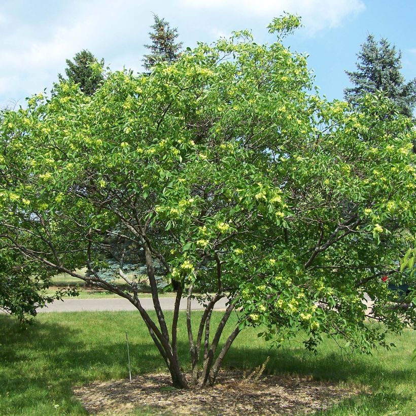 Ptelea trifoliata (Hábito)