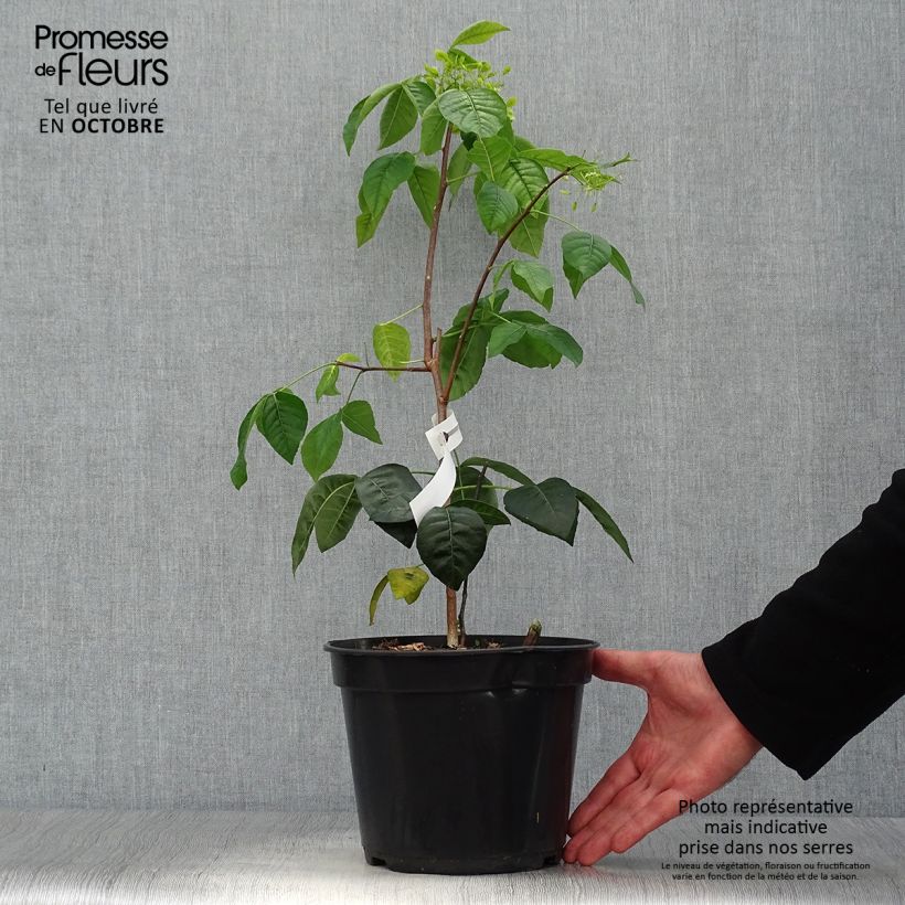 Amostra de Ptelea trifoliata Aurea Vaso de 3 L/4 L tal como entregue no outono