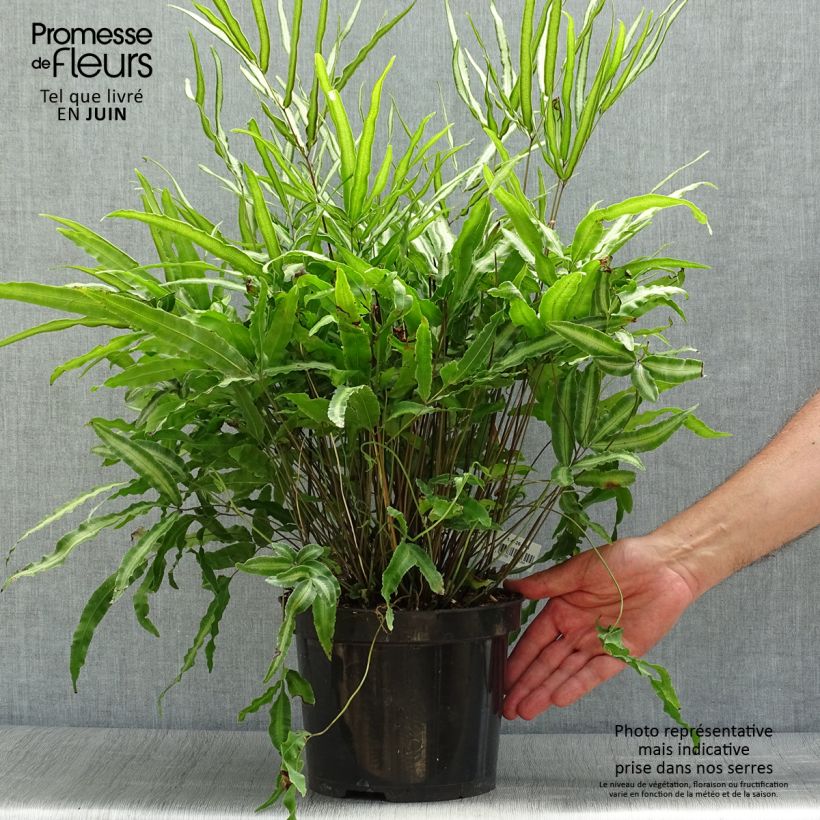 Amostra de Pteris nipponica Vaso de 3 L/4 L tal como entregue no verão
