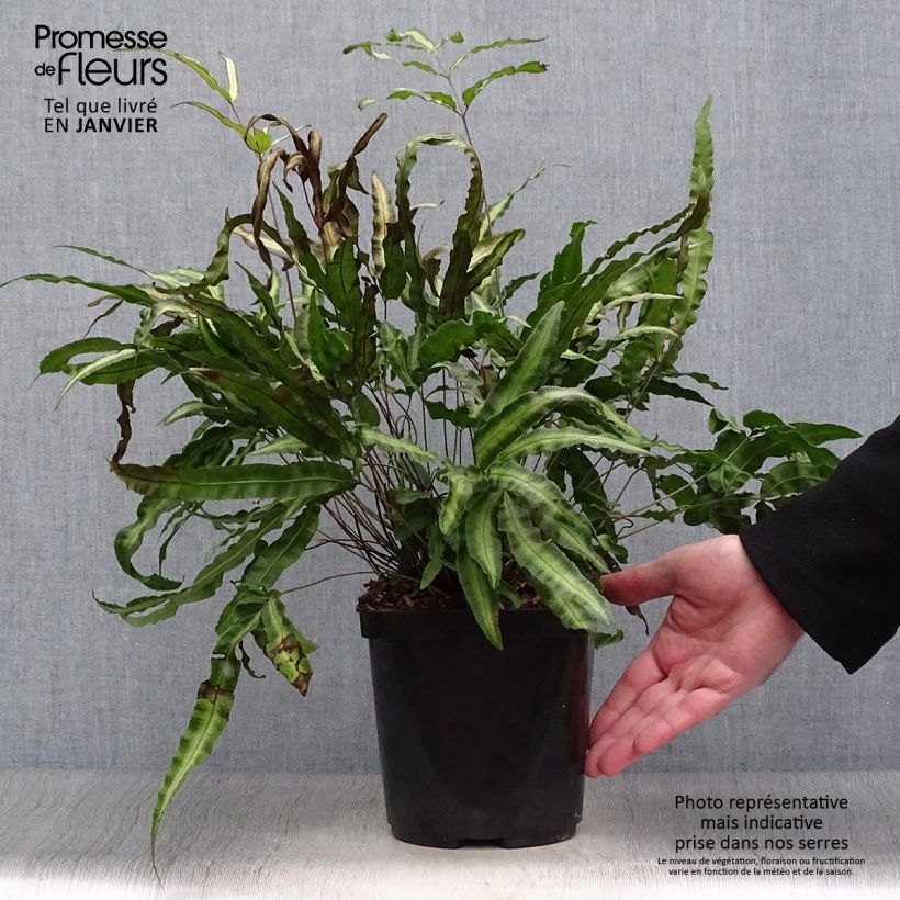 Amostra de Pteris nipponica - Fougère Pot de 3L/4L tal como entregue no inverno