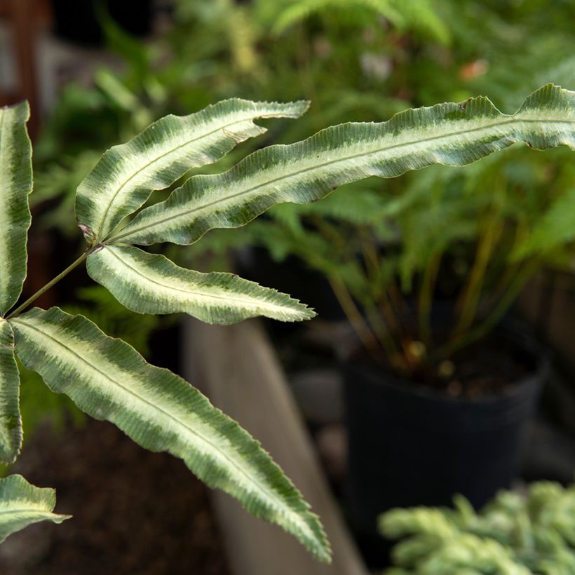 Pteris nipponica (Folhagem)
