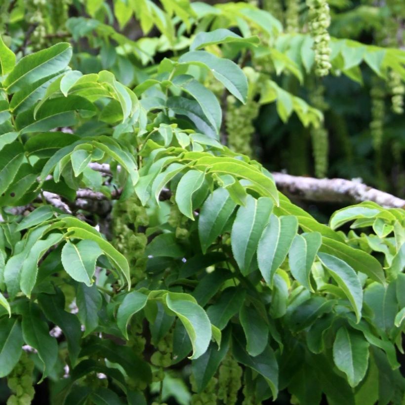 Pterocarya fraxinifolia (Folhagem)
