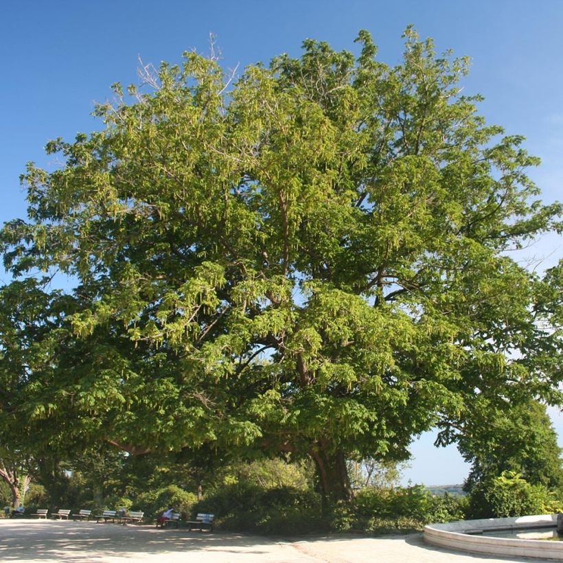 Pterocarya fraxinifolia (Hábito)