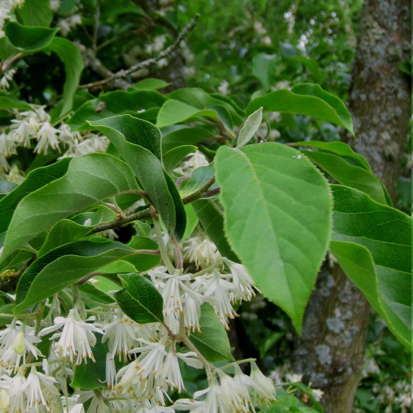 Pterostyrax corymbosa (Folhagem)