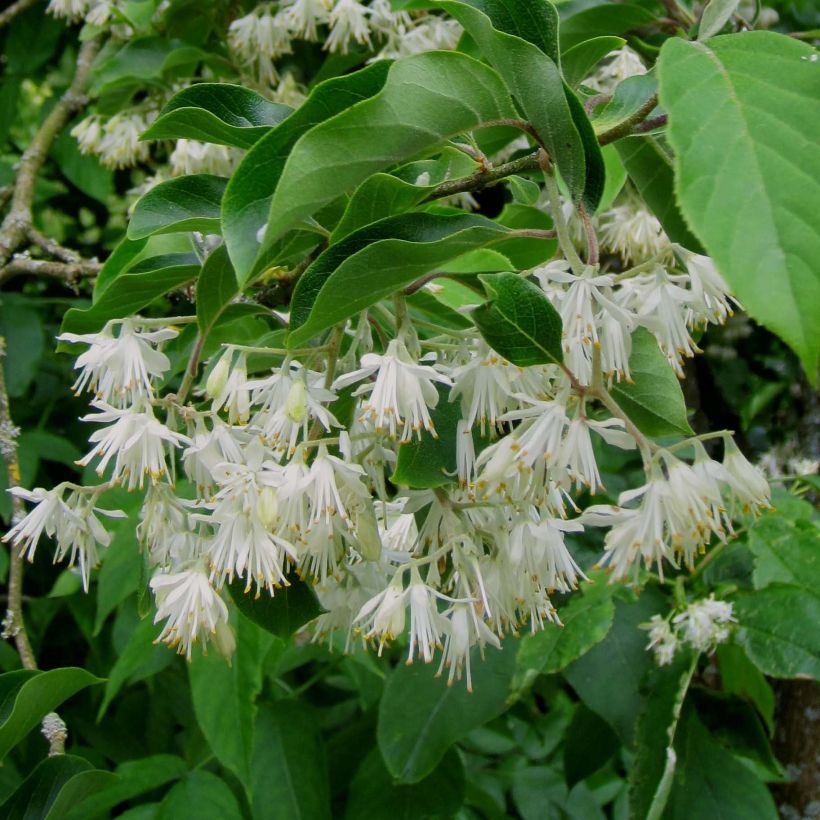 Pterostyrax corymbosa (Floração)