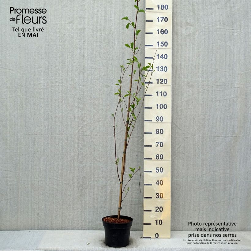 Amostra de Pterostyrax corymbosa Vaso de 3 L/4 L tal como entregue na primavera