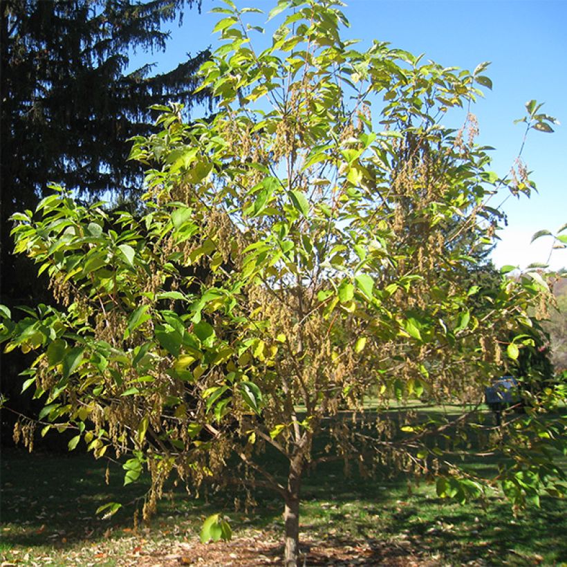 Pterostyrax hispida (Hábito)