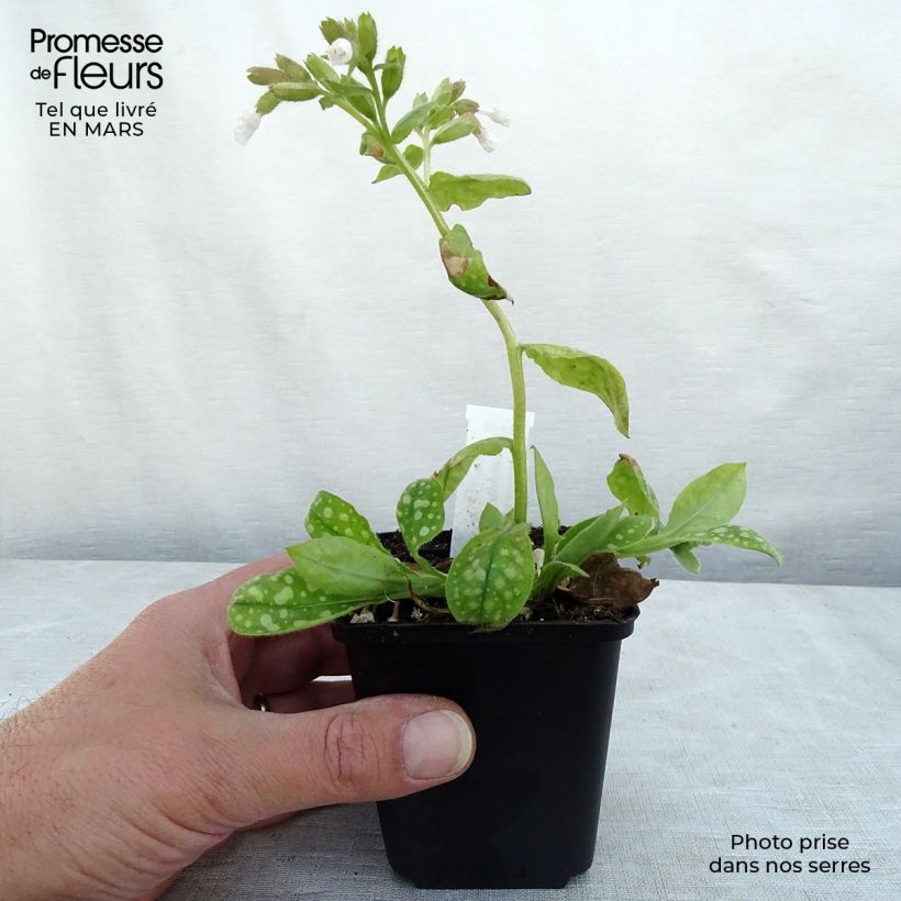 Amostra de Pulmonaire Ice Balle Godet de 8/9 cm tal como entregue no inverno