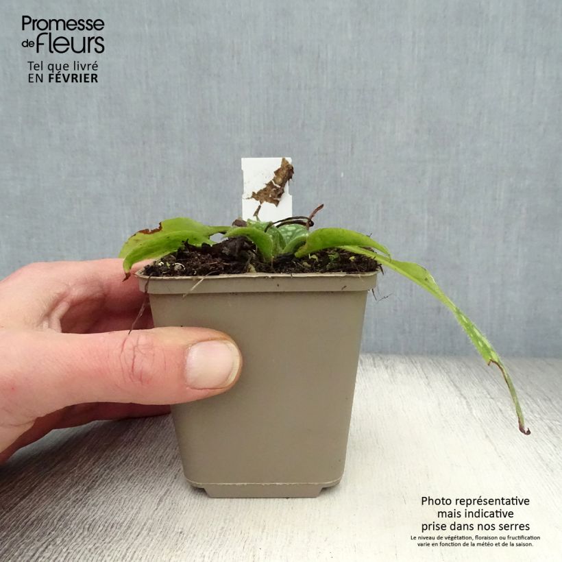 Amostra de Pulmonaire Shrimps on the Barbie Vaso de 8/9 cm tal como entregue no inverno