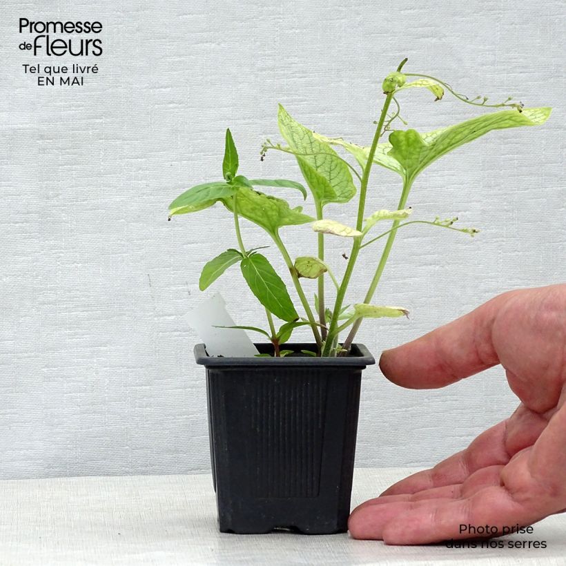 Amostra de Pulmonária saccharata Silver Bouquet Vaso de 8/9 cm tal como entregue na primavera