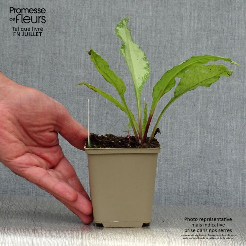 Amostra de Pulmonária saccharata Silver Bouquet Vaso de 8/9 cm tal como entregue no verão