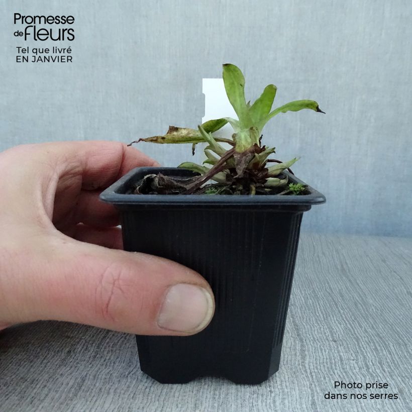 Amostra de Pulmonária saccharata Silver Bouquet Vaso de 8/9 cm tal como entregue no inverno