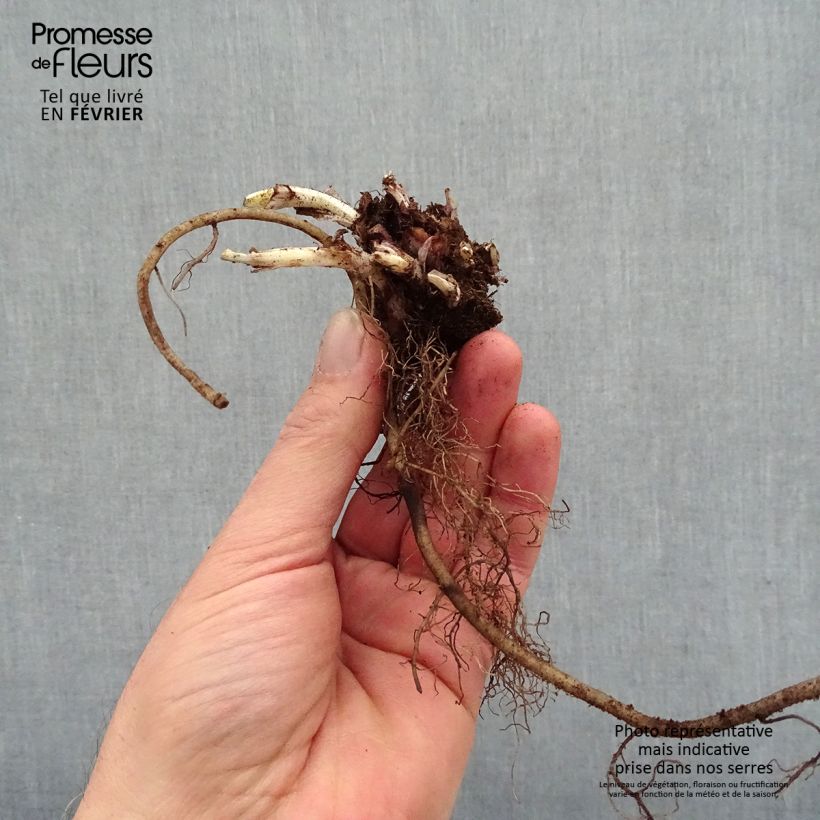 Amostra de Pulmonária saccharata Silver Bouquet Raízes nuas tal como entregue no inverno