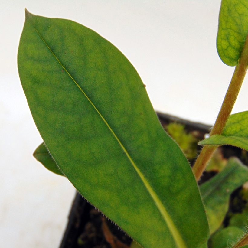 Pulmonária Blue Ensign (Folhagem)