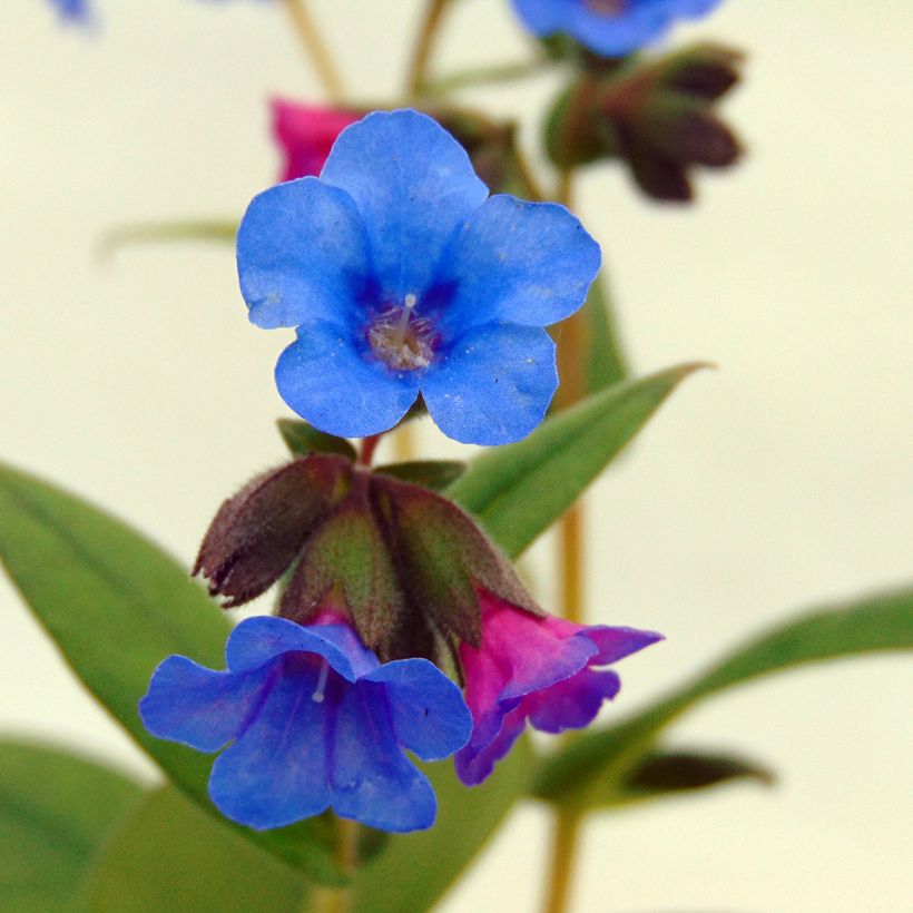 Pulmonária Blue Ensign (Floração)