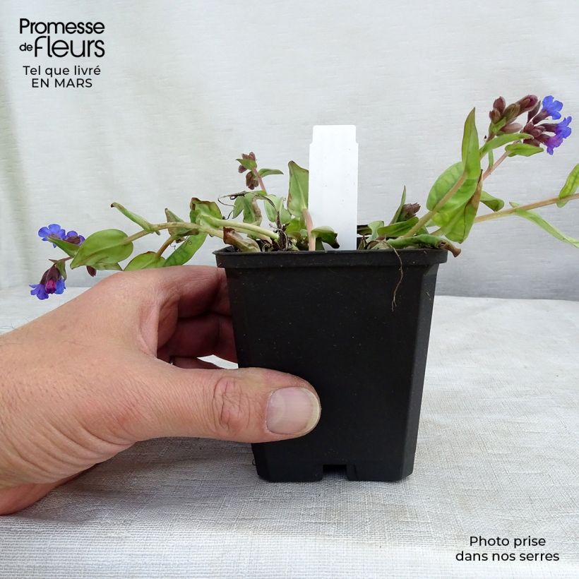 Amostra de Pulmonária Blue Ensign Vaso de 8/9 cm tal como entregue na primavera