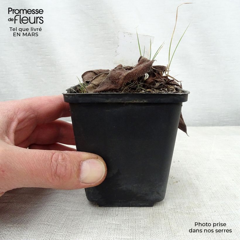 Amostra de Pulmonária Diane Clare Vaso de 8/9 cm tal como entregue na primavera