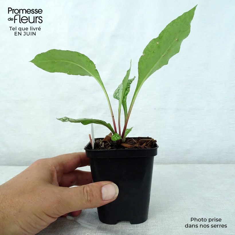 Amostra de Pulmonária Diane Clare Vaso de 8/9 cm tal como entregue no verão