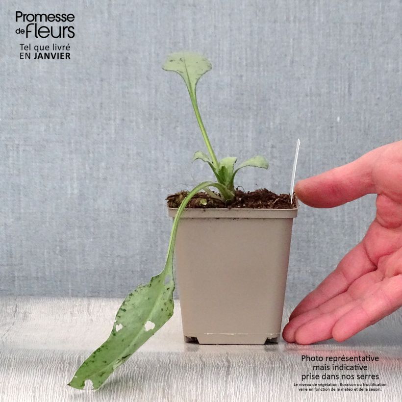 Amostra de Pulmonaire hybride - Pulmonaria Diane Clare Vaso de 8/9 cm tal como entregue no inverno