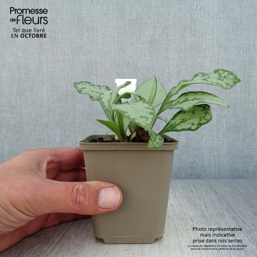 Amostra de Pulmonária Majesté Vaso de 8/9 cm tal como entregue no outono