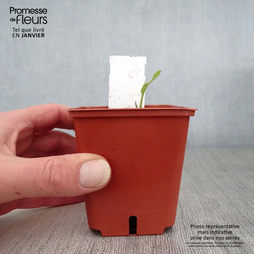 Amostra de Pulmonaire hybride - Pulmonaria Majesté Vaso de 8/9 cm tal como entregue no inverno