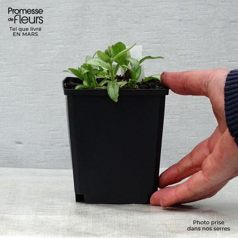 Amostra de Pulmonária Majesté Vaso de 8/9 cm tal como entregue na primavera