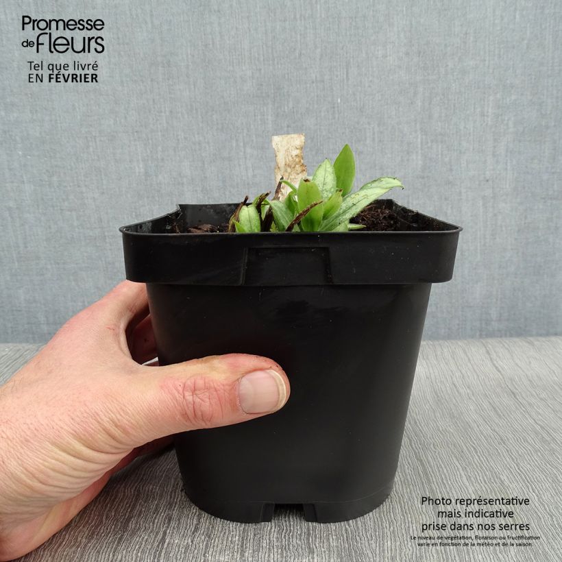 Amostra de Pulmonaire hybride - Pulmonaria Majesté Vaso de 2 L/3 L tal como entregue no inverno