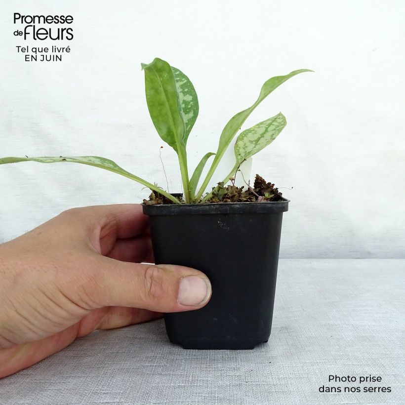 Amostra de Pulmonária Opal Vaso de 8/9 cm tal como entregue no verão