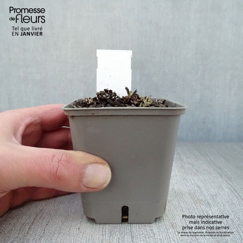 Amostra de Pulmonária Opal Vaso de 8/9 cm tal como entregue no inverno