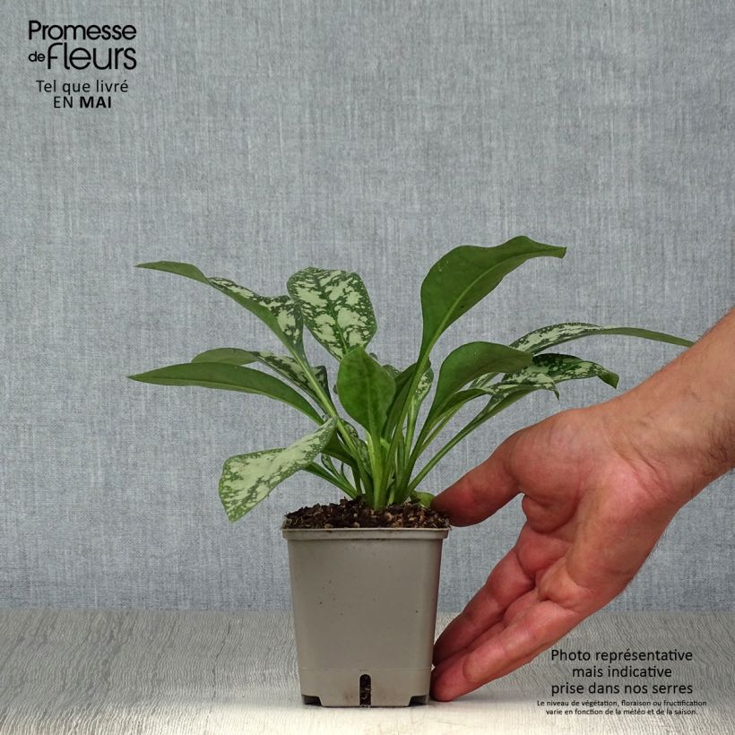 Amostra de Pulmonária Opal Vaso de 8/9 cm tal como entregue na primavera