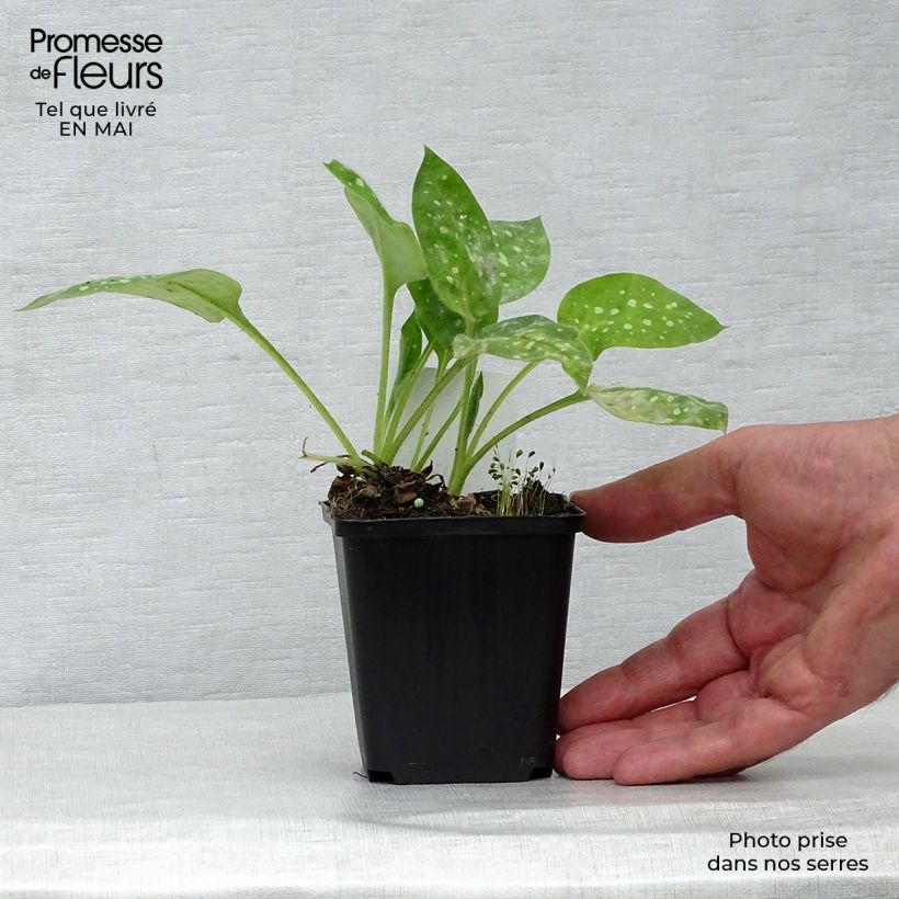 Amostra de Pulmonária Sissinghurst White Vaso de 8/9 cm tal como entregue na primavera